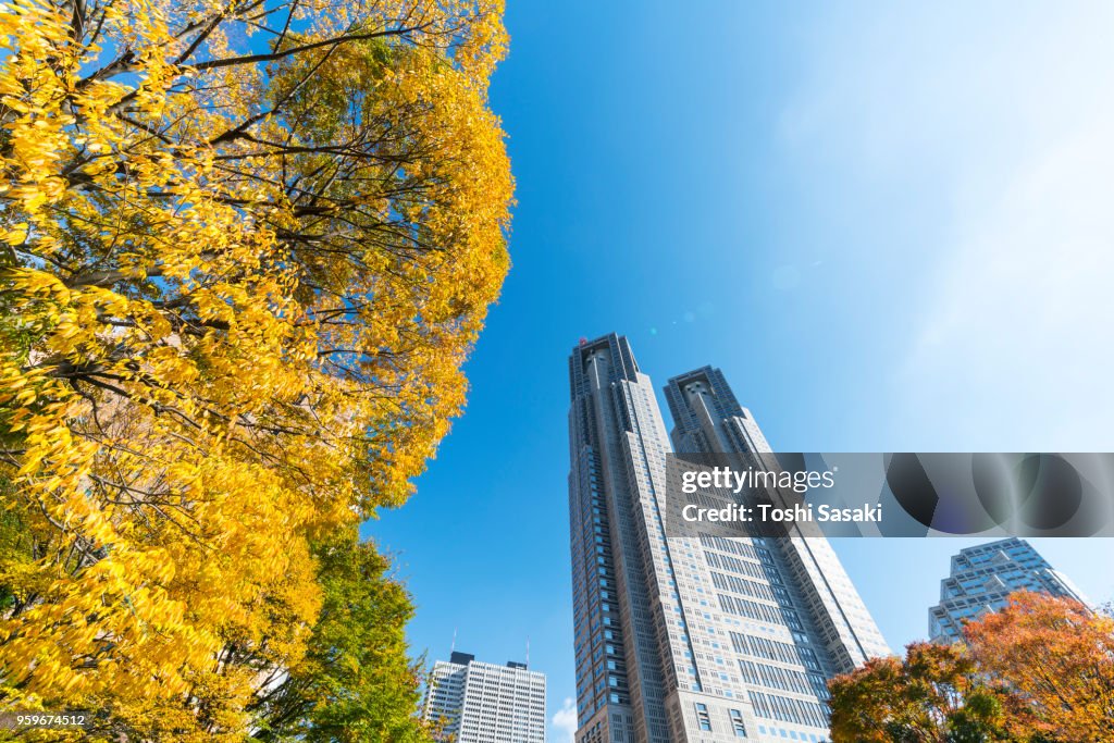 Autumn leaves trees stand around The Tokyo Metropolitan Government Building and other high-rise buildings at Shinjuku Subcenter Nishi-Shinjuku, Tokyo Japan on November 24 2017.