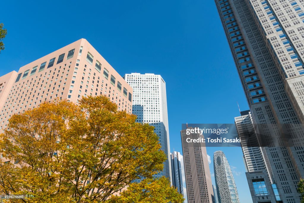 Autumn leaves trees stand around The Tokyo Metropolitan Government Building and other high-rise buildings at Shinjuku Subcenter Nishi-Shinjuku, Tokyo Japan on November 24 2017.