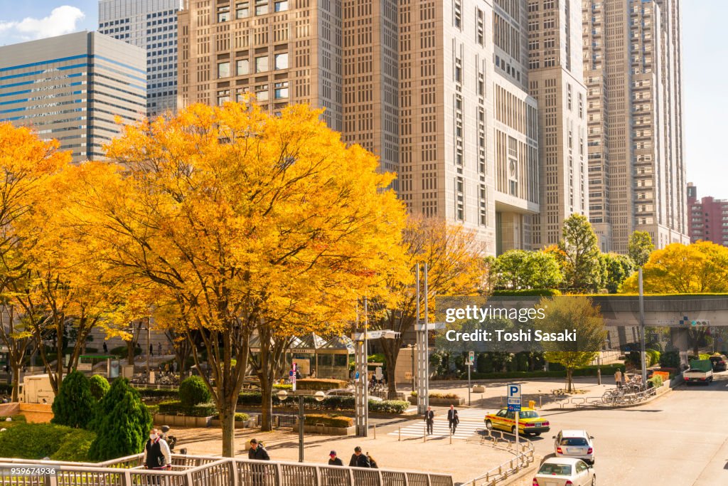 Autumn leaves trees stand at the corner of the Tokyo Metropolitan Government Building intersection and other high-rise buildings at Shinjuku Subcenter Nishi-Shinjuku, Tokyo Japan on November 24 2017.