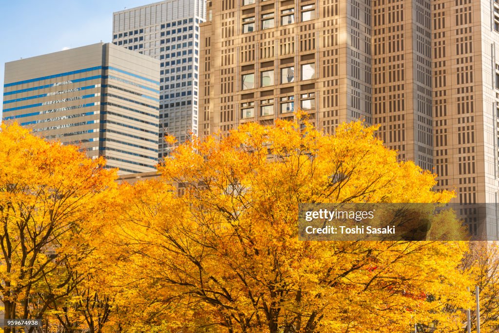 Autumn leaves trees stand at front of The Tokyo Metropolitan Government Building and other high-rise buildings at Shinjuku Subcenter Nishi-Shinjuku, Tokyo Japan on November 24 2017.