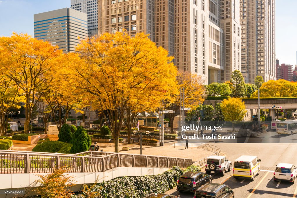 Autumn leaves trees stand at the corner of the Tokyo Metropolitan Government Building intersection and other high-rise buildings at Shinjuku Subcenter Nishi-Shinjuku, Tokyo Japan on November 24 2017.