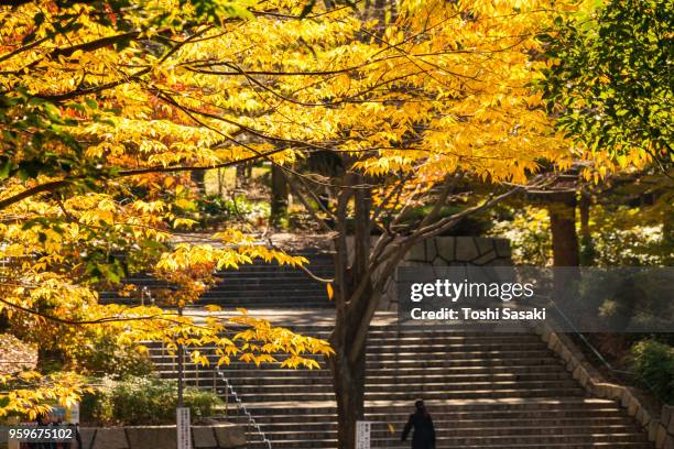 autumn leaves trees stand beside the stone stairway at shinjuku chuo park at shinjuku subcenter nishi-shinjuku, tokyo japan on november 24 2017. - nishi shinjuku fotografías e imágenes de stock