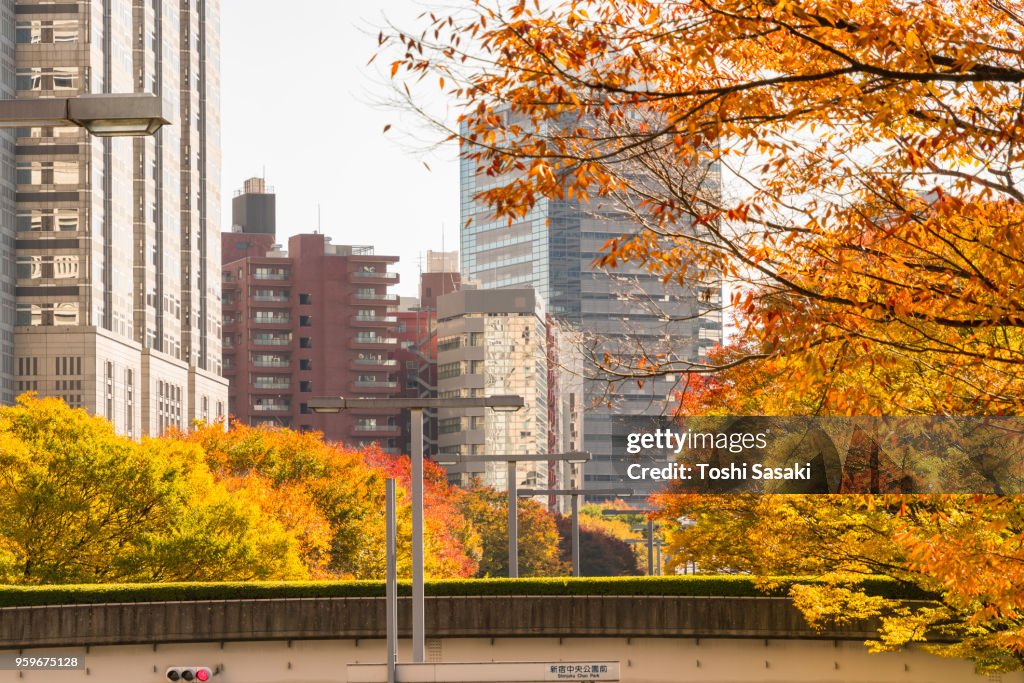 Autumn leaves trees stand behind elevated walkway along both side of street among Shinjuku Subcenter buildings at Nishi-Shinjuku, Tokyo Japan on November 24 2017. City traffic goes through under the elevated walkway.