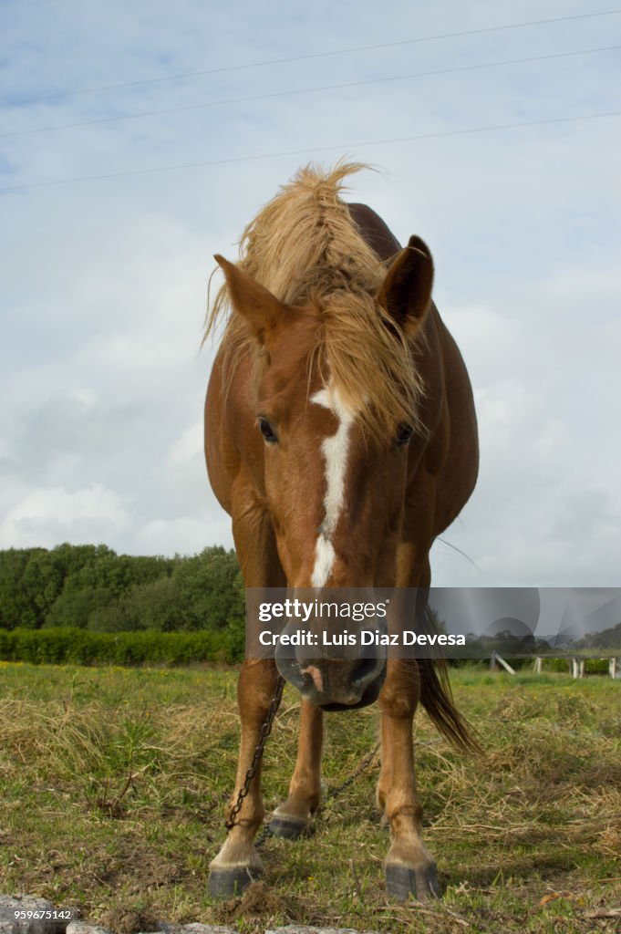 Horse tied with a chain