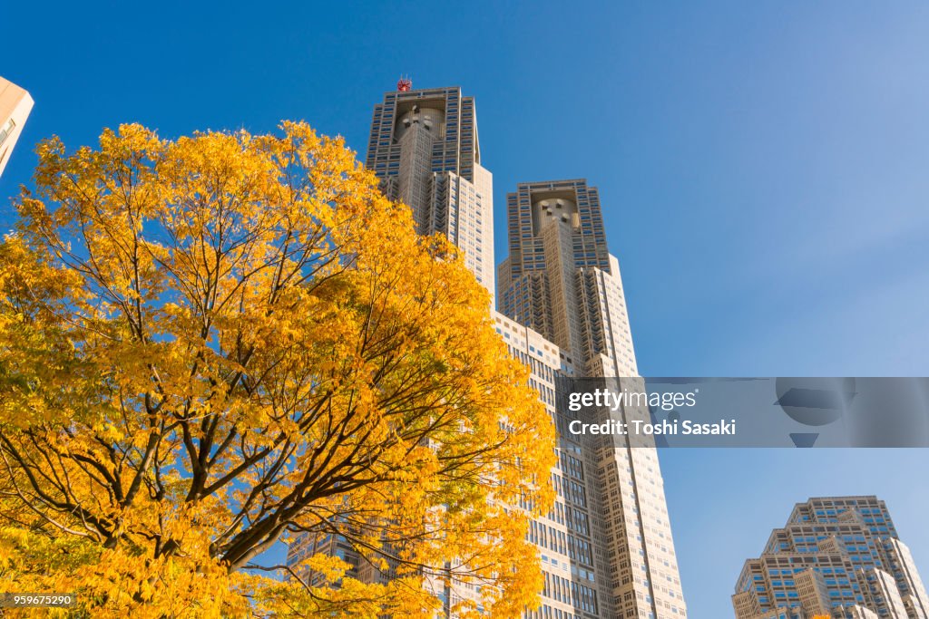 Autumn leaves trees stand at front of The Tokyo Metropolitan Government Building and other high-rise buildings at Shinjuku Subcenter Nishi-Shinjuku, Tokyo Japan on November 24 2017. View from Shinjuku Chuo Park.