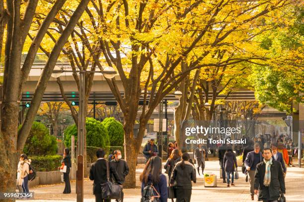 people walk through under the line of autumn leaves trees at shinjuku subcenter nishi-shinjuku, tokyo japan on november 24 2017. - nishi shinjuku stockfoto's en -beelden