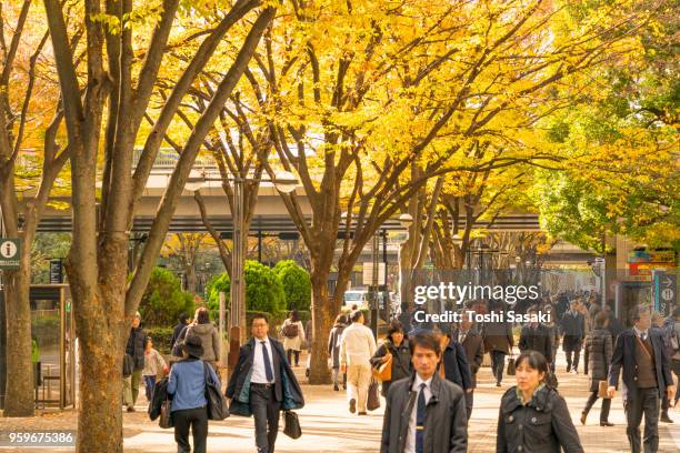 people walk through under the line of autumn leaves trees at shinjuku subcenter nishi-shinjuku, tokyo japan on november 24 2017. - nishi shinjuku fotografías e imágenes de stock