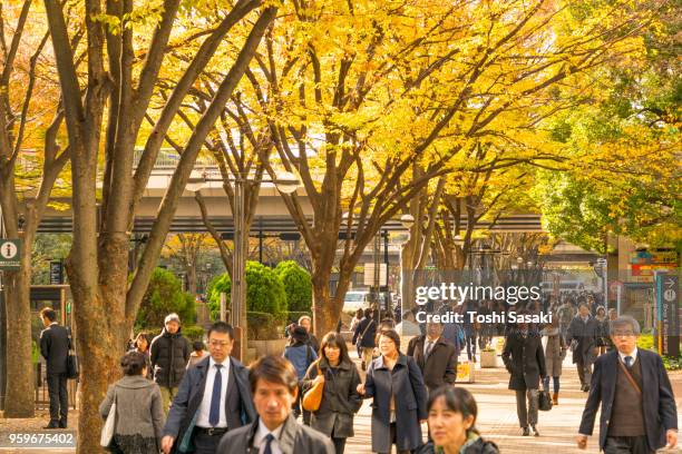 people walk through under the line of autumn leaves trees at shinjuku subcenter nishi-shinjuku, tokyo japan on november 24 2017. - nishi shinjuku stockfoto's en -beelden