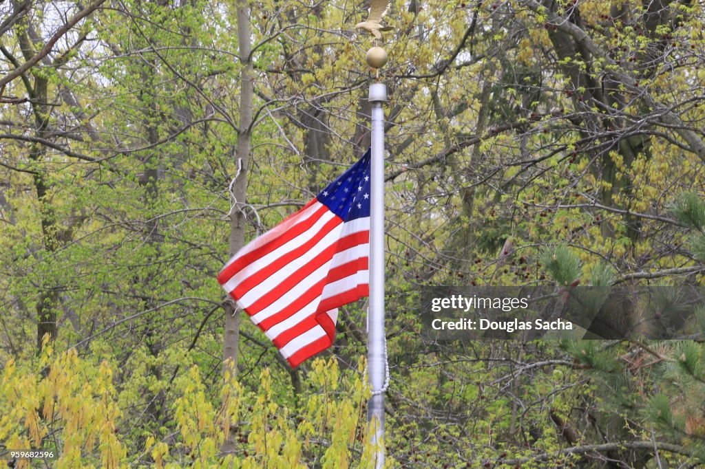 USA flag flying in a wooded area