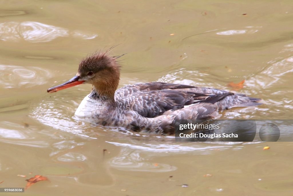 Horned Grebe type duck in the brown water (Podiceps auritus)
