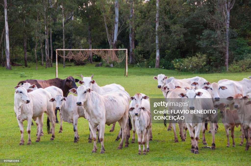 Cattle grazing cows in the middle of farm soccer field in the region of Londrina
