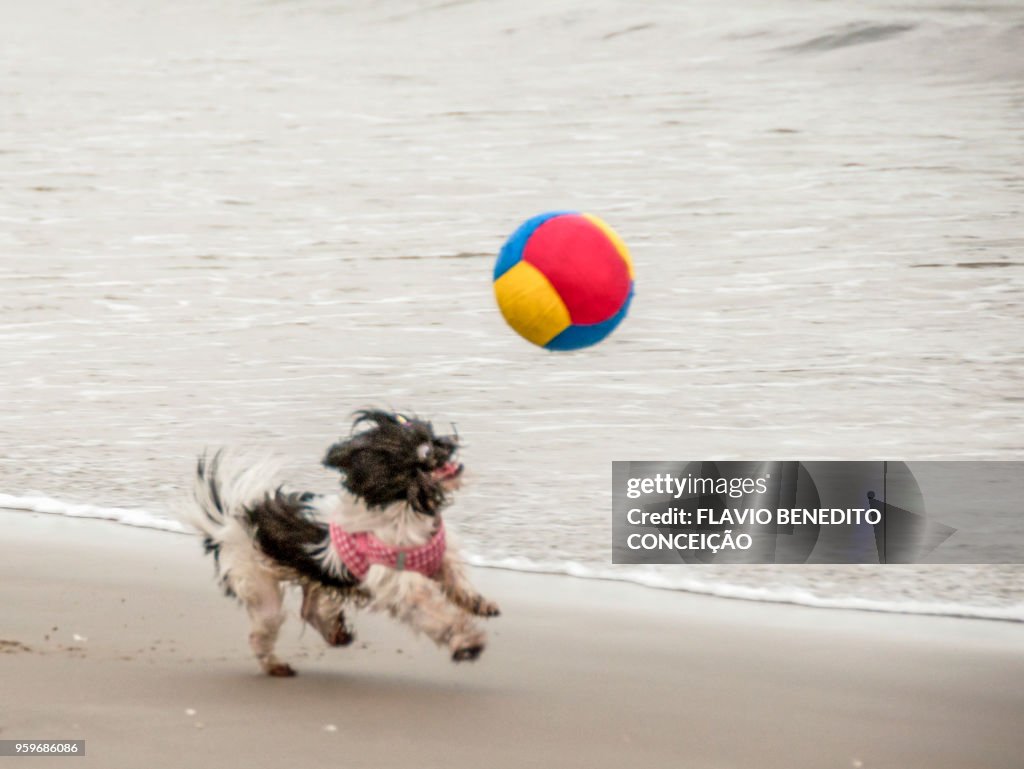 Dog playing and running after the ball on the beach