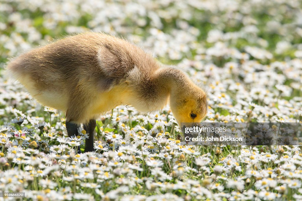 Gosling and Daisies