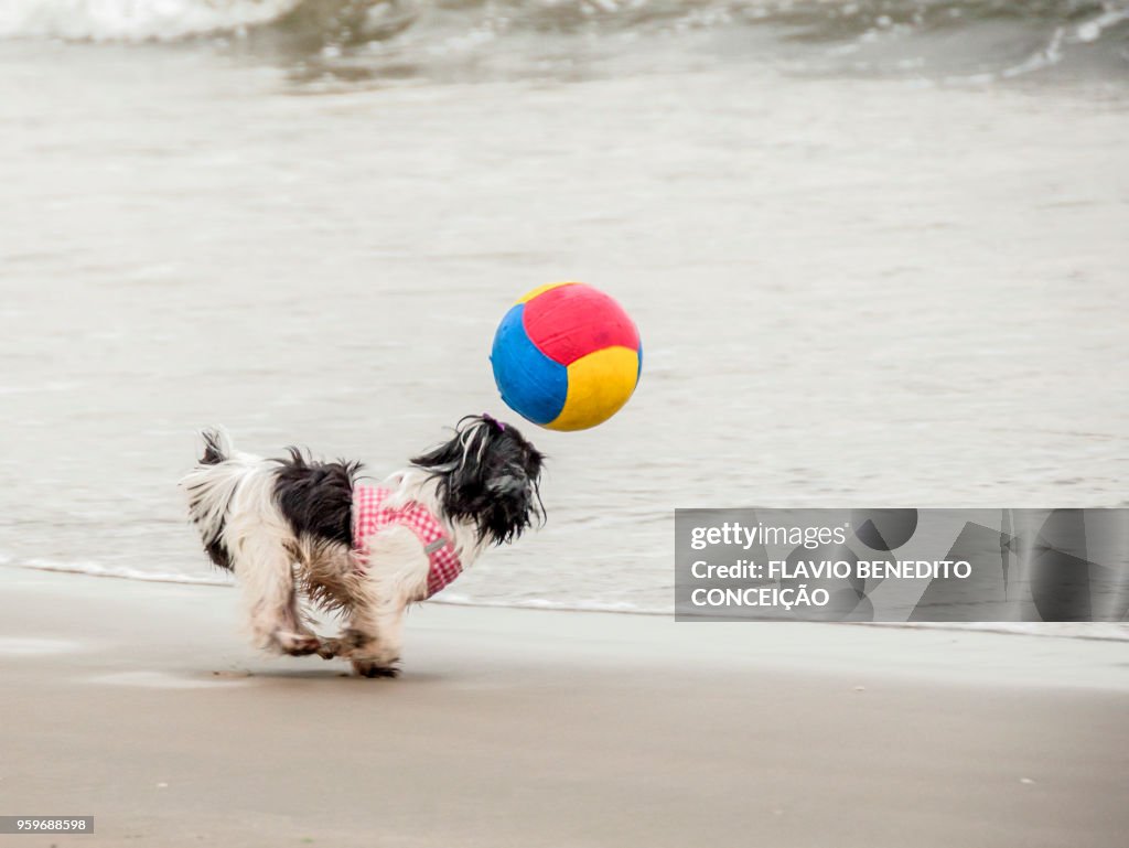 Dog playing and running after the ball on the beach