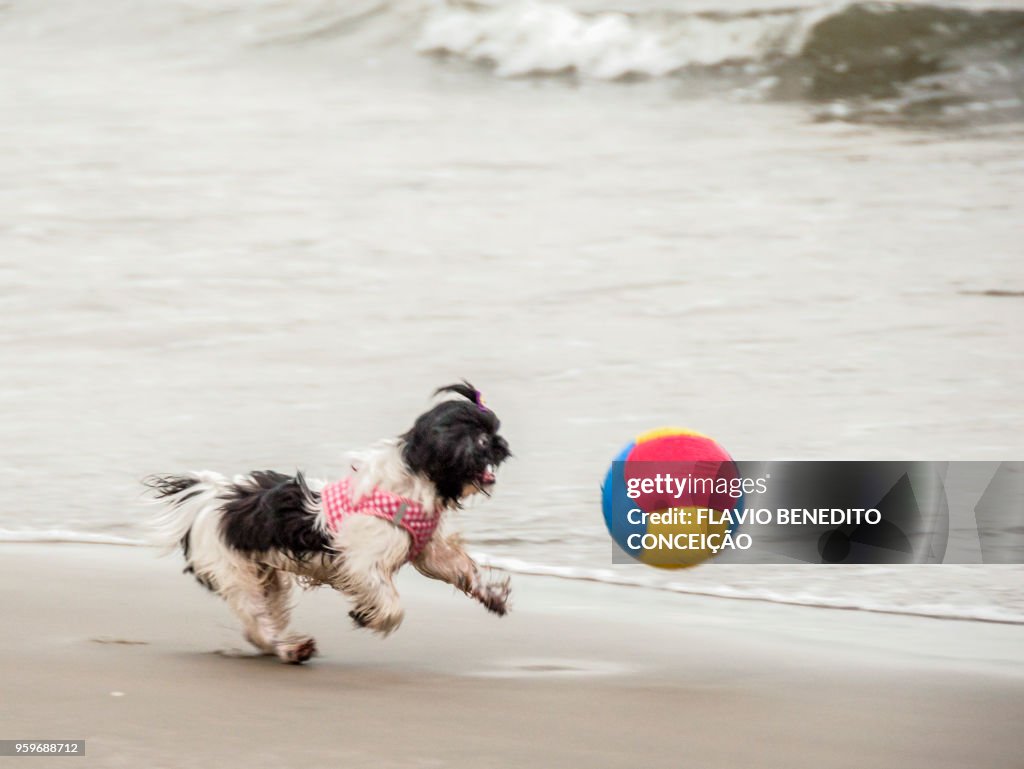 Dog playing and running after the ball on the beach