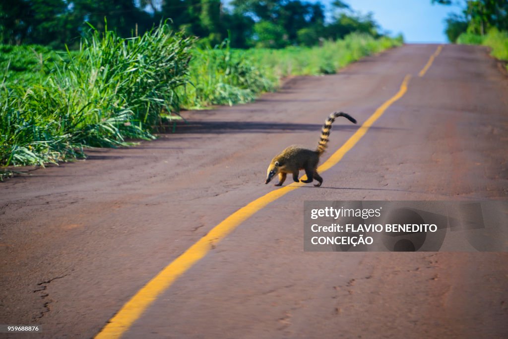 Animal of the quati species passing or crossing highway in rural area