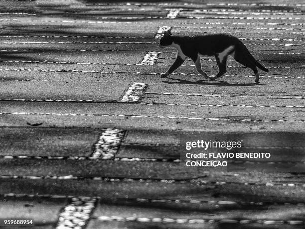 cat walking on the sidewalk of the state university of londrina in brazil. - parana state stock-fotos und bilder