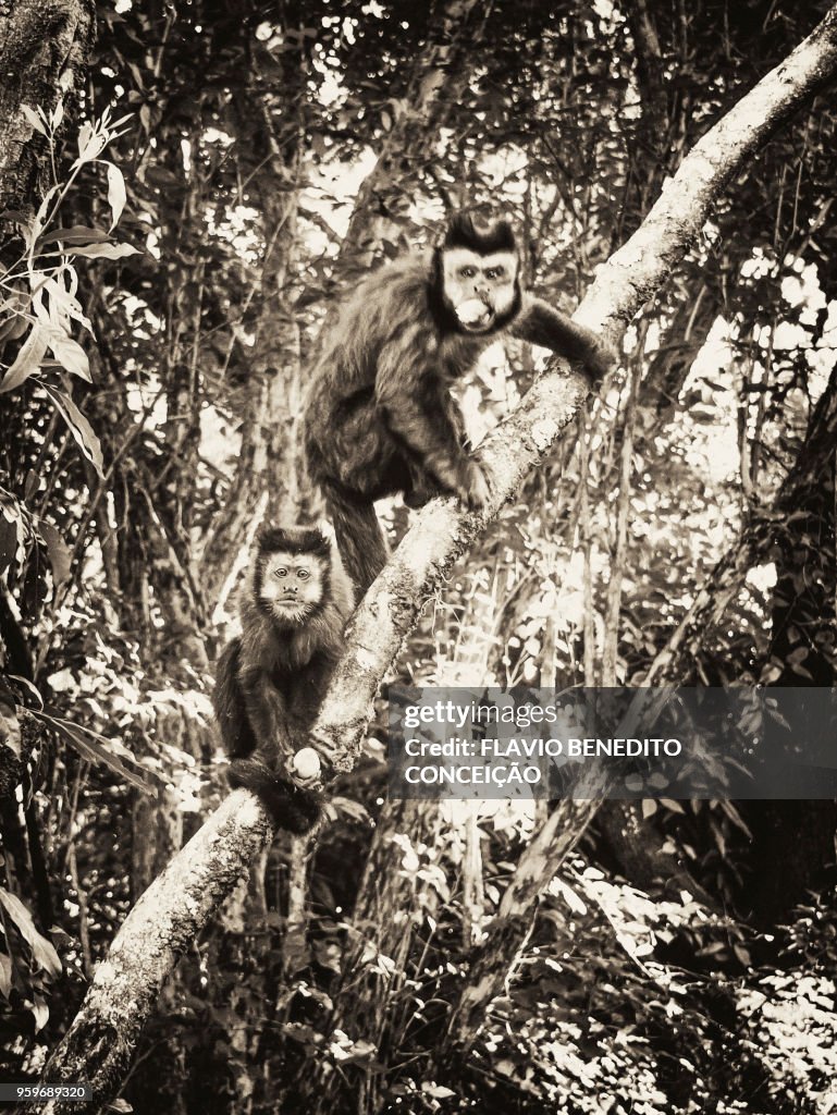 Monkey of the species nail in the trees