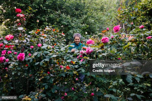 woman with flowers in the garden - rose bush stock pictures, royalty-free photos & images