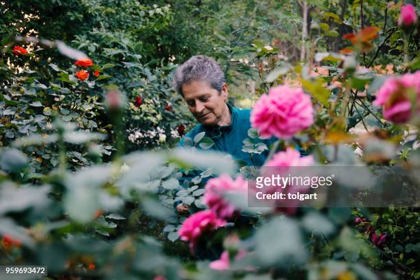 woman with flowers in the garden - rose cut stock pictures, royalty-free photos & images