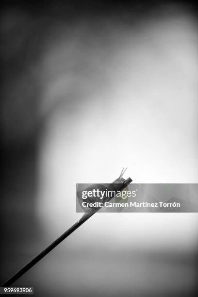 garden snail crawling on green stem of plant - reaching the end stock pictures, royalty-free photos & images