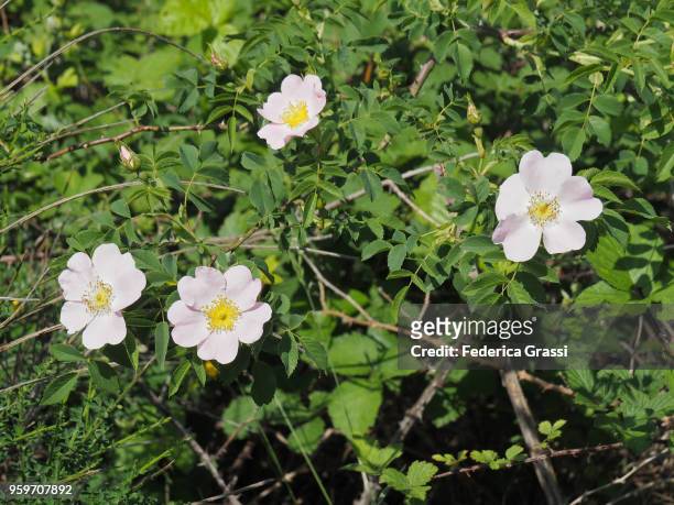 pink wild rose (rosa acicularis) - wildrose stock-fotos und bilder