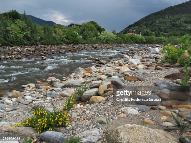 scotch broom flowering on the riverbank of torrente cannobino - scotch broom stockfoto's en -beelden