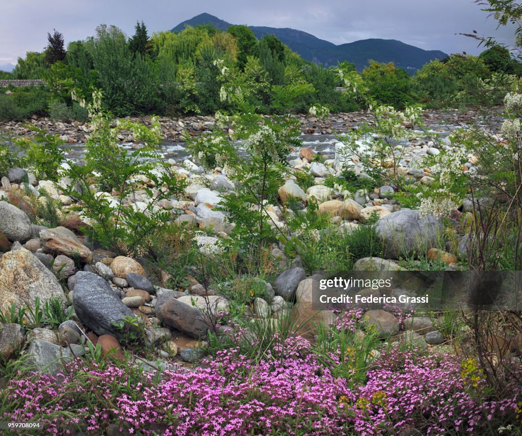 Wild Flowers On The Riverbank Of Torrente Cannobino