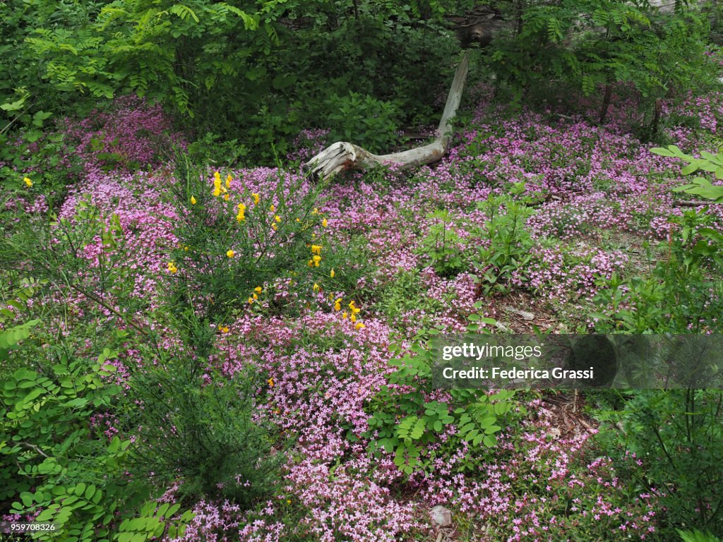 Scotch Broom and Rock Soapwort