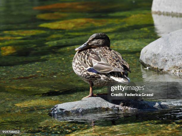 female mallard sitting on a rock in mountain stream - see lake waterfowl stock-fotos und bilder