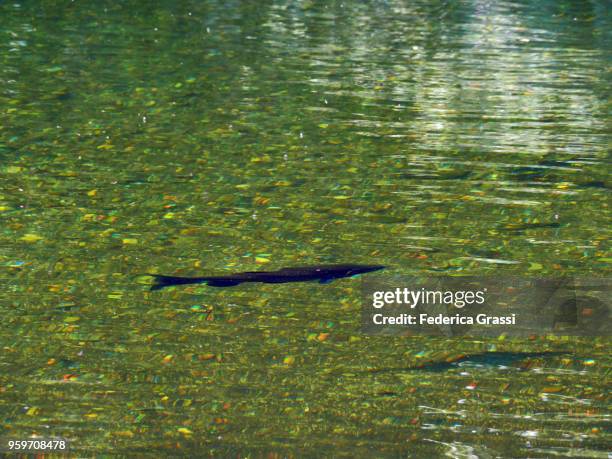 chub fish (squalius cephalus) in mountain stream - squalius cephalus stock pictures, royalty-free photos & images