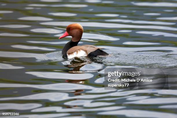 red-crested pochard (netta rufina) - rufina stock pictures, royalty-free photos & images