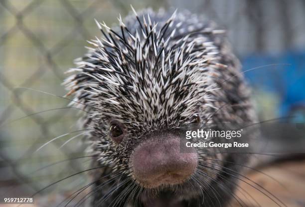 Baby porcupine is viewed at an exotic animal and wildlife rescue center on May 11, 2018 in Marshall, North Carolina. Animal control officers...