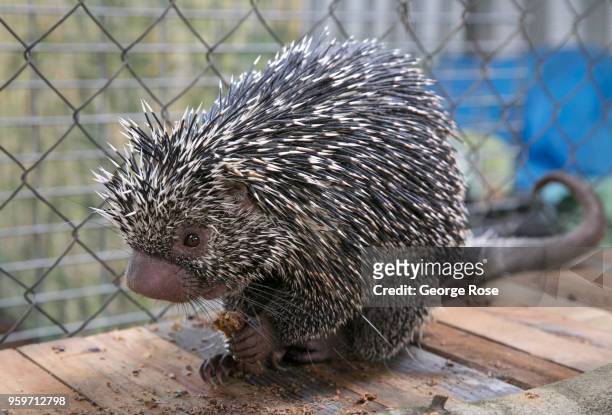 Baby porcupine is viewed at an exotic animal and wildlife rescue center on May 11, 2018 in Marshall, North Carolina. Animal control officers...