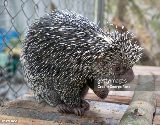 Baby porcupine is viewed at an exotic animal and wildlife rescue center on May 11, 2018 in Marshall, North Carolina. Animal control officers...