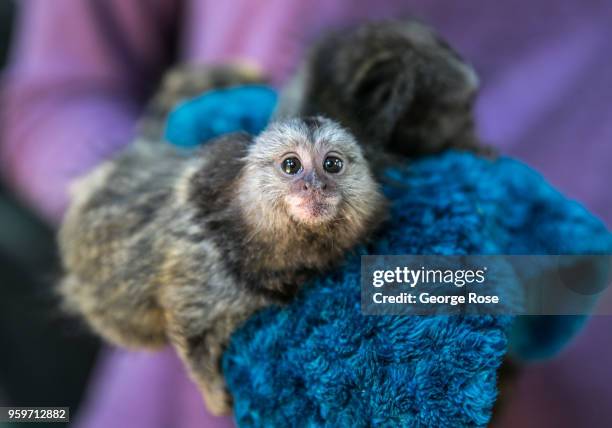 Baby marmoset is viewed at an exotic animal and wildlife rescue center on May 11, 2018 in Marshall, North Carolina. Animal control officers...