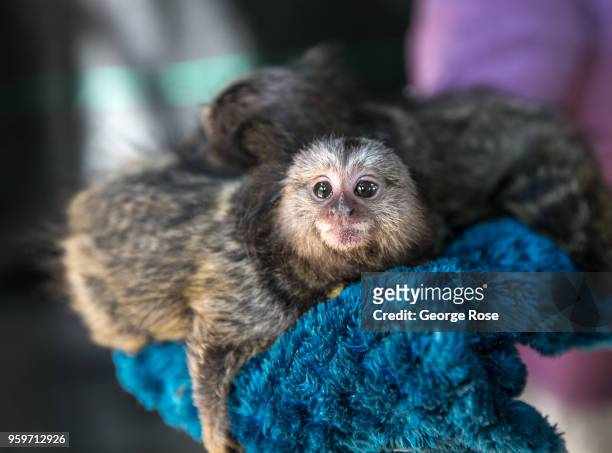 Baby marmoset is viewed at an exotic animal and wildlife rescue center on May 11, 2018 in Marshall, North Carolina. Animal control officers...