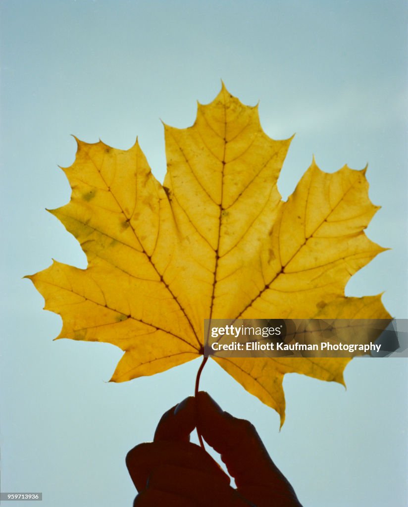 Hand holding yellow maple tree leaf in West Virginia in autumn