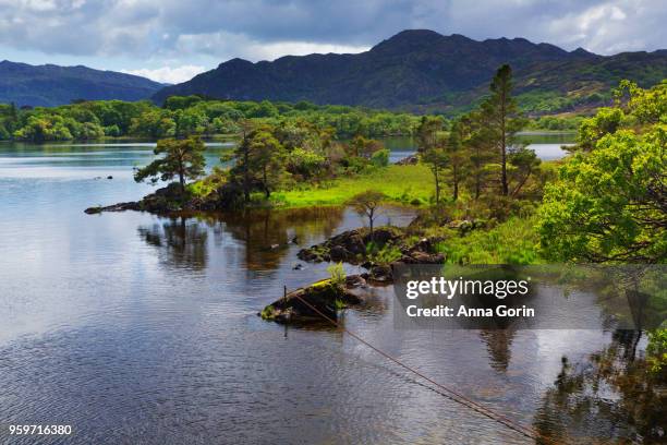 lush foliage along edge of muckross lake, spring afternoon in killarney national park, western ireland - anna gorin stock-fotos und bilder