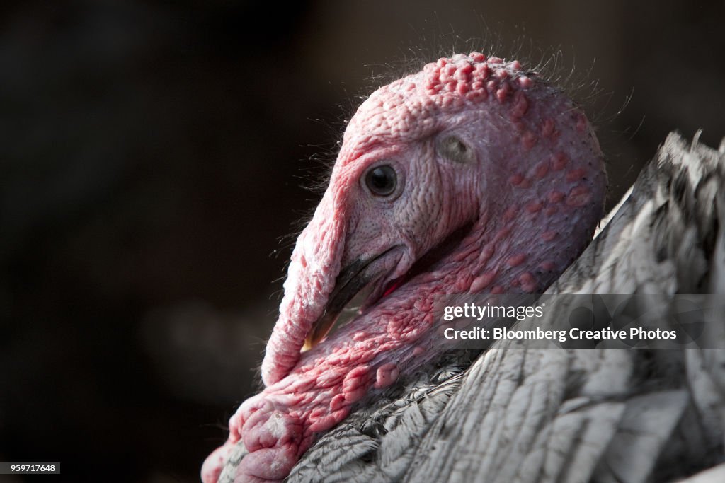 A turkey is raised in a pen at a poultry farm