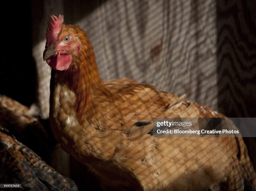 A chicken is raised in a coop at a poultry farm