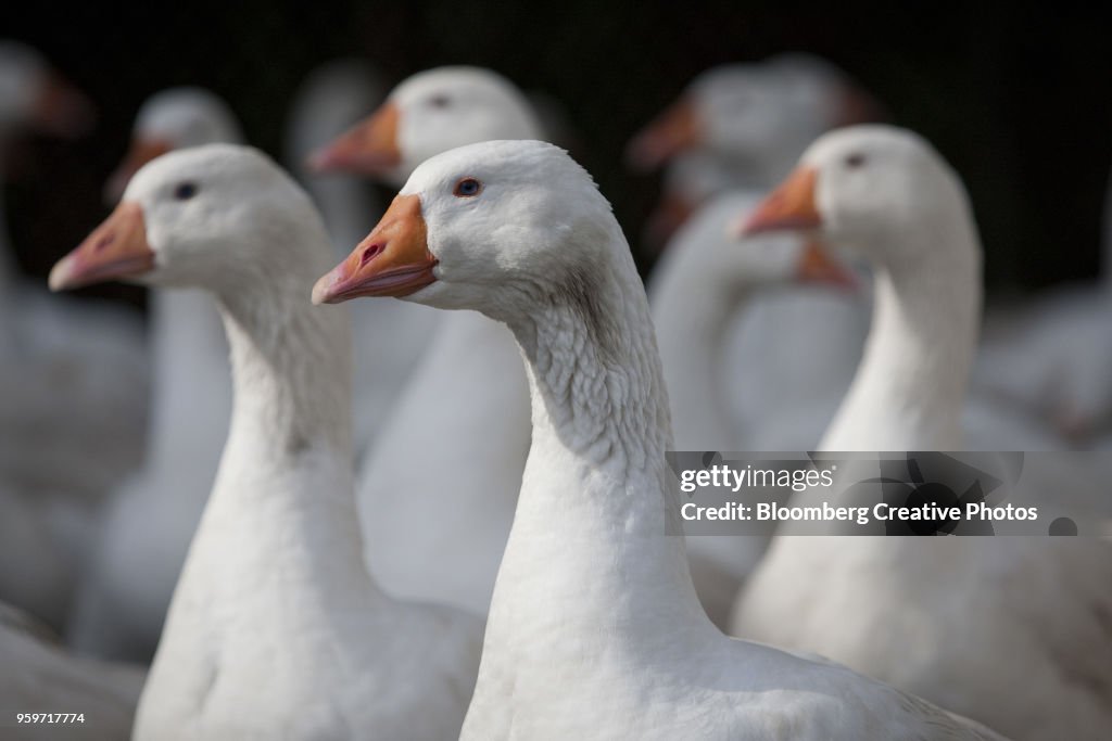Geese are raised in a pen at a poultry farm