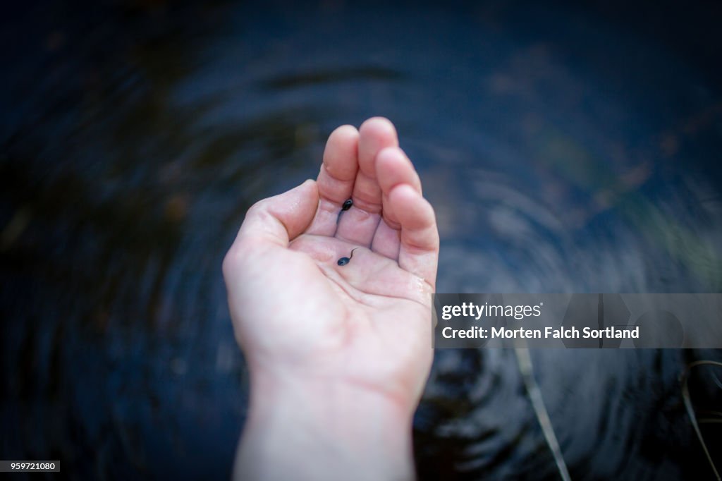 A Man Holds Tadpoles in the Palm of his Hand While on a Hike in Oslo, Norway Summertime