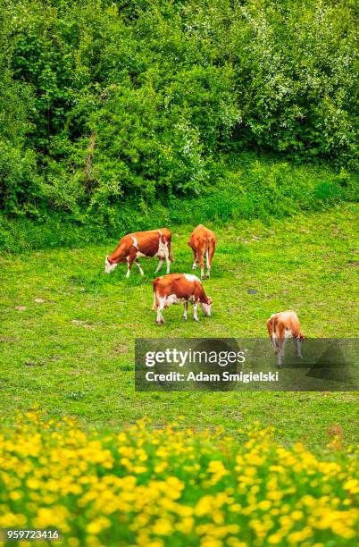 grass pasture grazed by dairy cows (hdri) - adam slack stock pictures, royalty-free photos & images