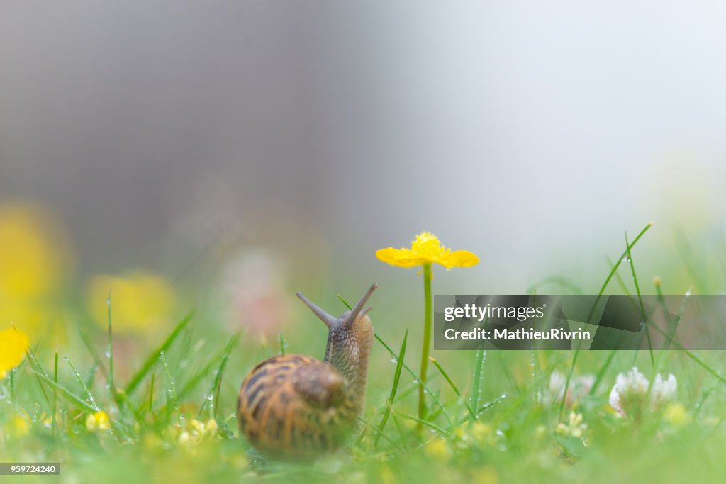 Microcosmos, macrophotography of snail and flowers