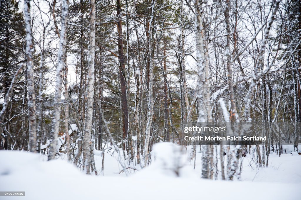 A Snow-Covered Forest in Rural Norway, Wintertime