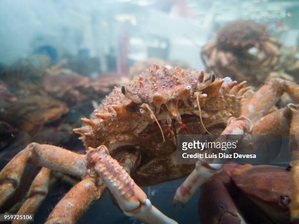a transparent tank of water in which spider crab, crabs and lobster  are kept. - fischmousse stock-fotos und bilder