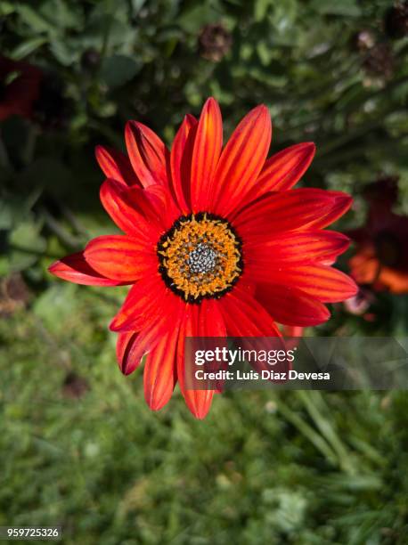 african daisy - layia platyglossa - fotografias e filmes do acervo