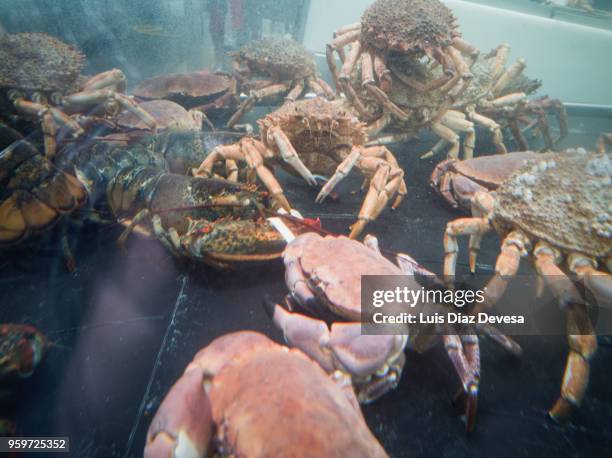 a transparent tank of water in which spider crab, crabs and lobster are kept. - crabbing stock pictures, royalty-free photos & images