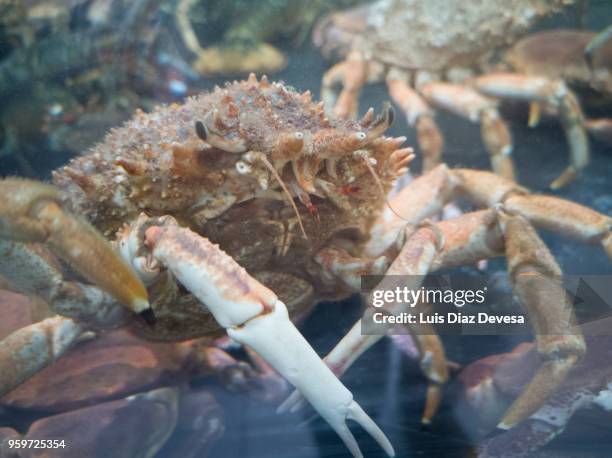 a transparent tank of water in which spider crab, crabs and lobster are kept. - crabbing stock pictures, royalty-free photos & images